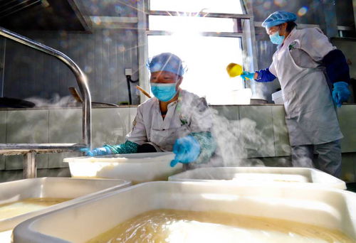 甘肅張掖 粉皮面筋走俏市場，農(nóng)副產(chǎn)品銷售新引擎